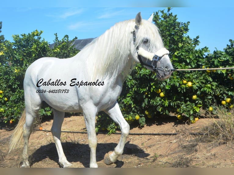 Andalou Étalon 6 Ans 157 cm Gris in Vejer de la Frontera