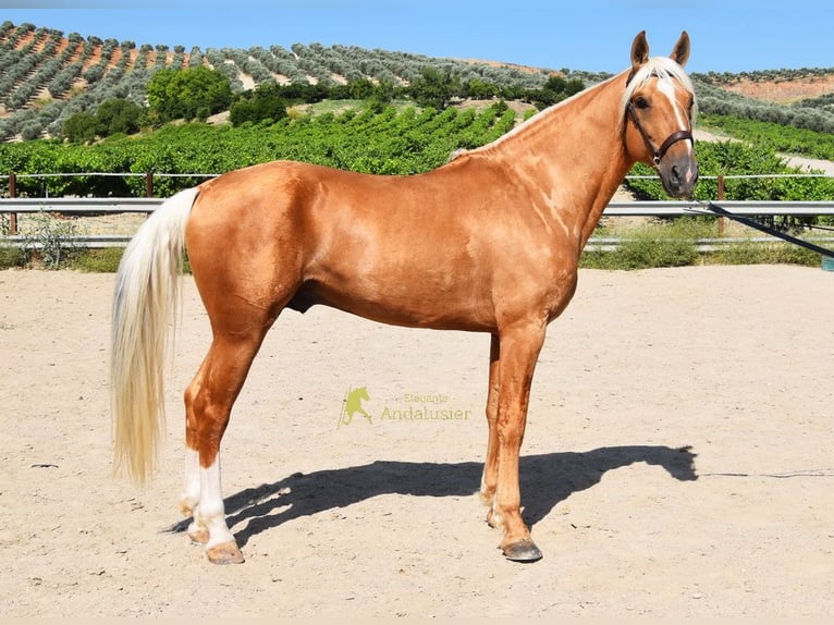 Andalou Étalon 6 Ans 158 cm Palomino in Provinz Cordoba