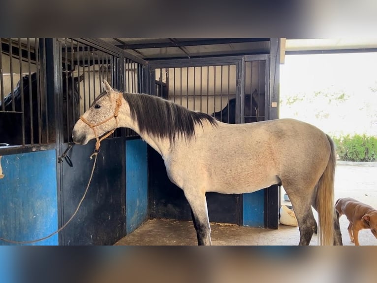 Andalou Étalon 6 Ans 159 cm Gris in Pilas