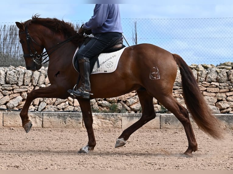 Andalou Étalon 6 Ans 160 cm Alezan in Mallorca