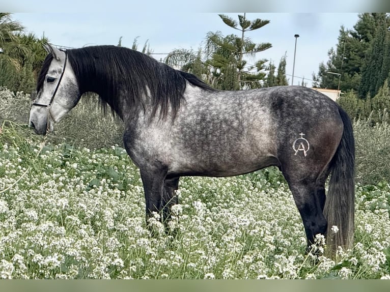 Andalou Étalon 6 Ans 160 cm Gris pommelé in Schwarme