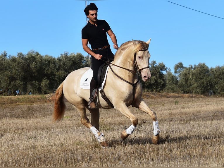 Andalou Étalon 6 Ans 160 cm Perle in Provinz Malaga
