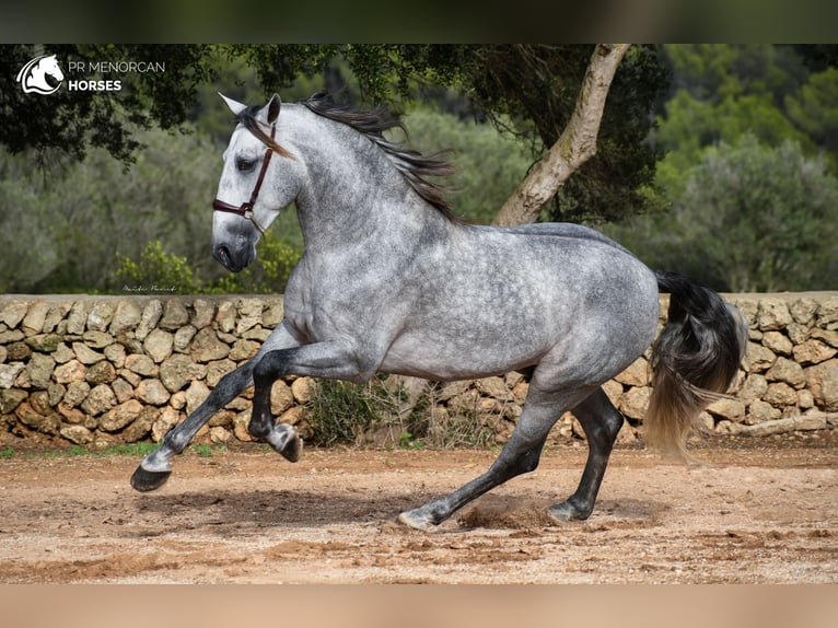 Andalou Étalon 6 Ans 162 cm Gris in Menorca