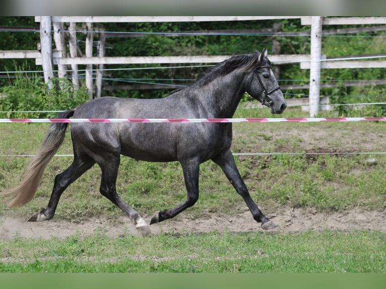 Andalou Étalon 6 Ans 162 cm Gris in Kisbér