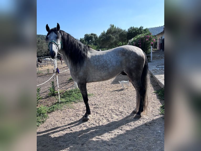 Andalou Étalon 6 Ans 162 cm Gris pommelé in Navalcan