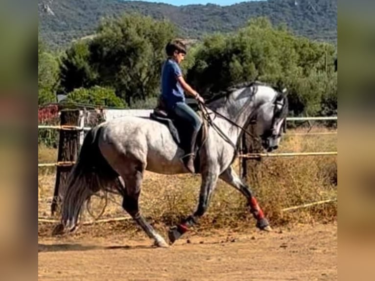 Andalou Étalon 6 Ans 162 cm Gris pommelé in Navalcan