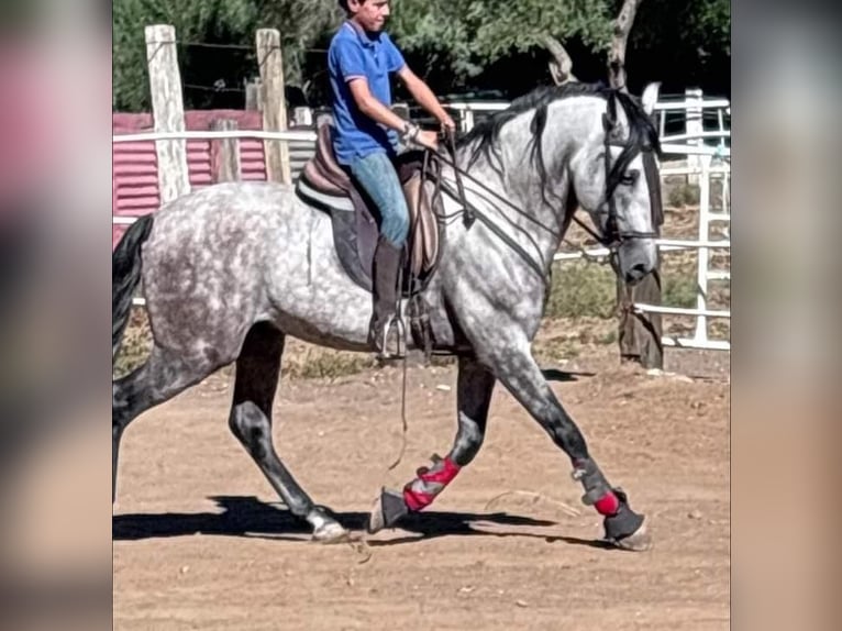 Andalou Étalon 6 Ans 162 cm Gris pommelé in Navalcan