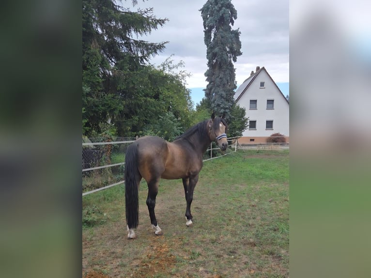 Andalou Étalon 6 Ans 163 cm Buckskin in Offenburg