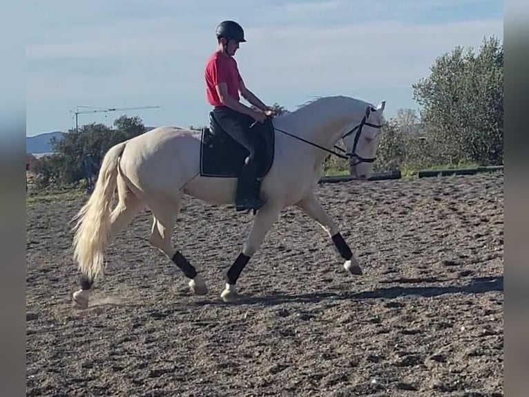 Andalou Étalon 6 Ans 163 cm Cremello in Vejer de la Frontera