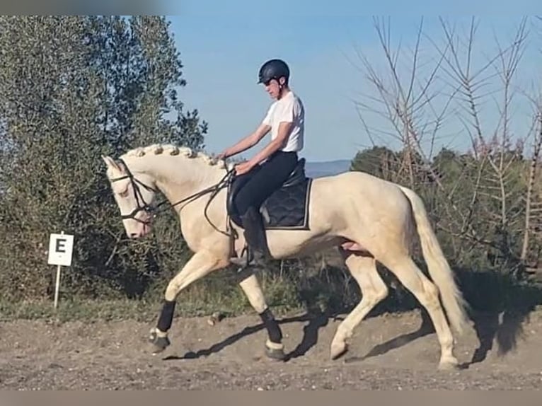 Andalou Étalon 6 Ans 163 cm Cremello in Vejer de la Frontera