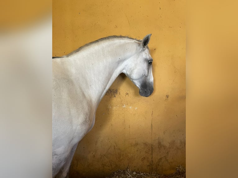 Andalou Étalon 6 Ans 164 cm Gris in Malaga