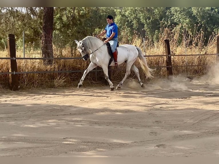 Andalou Étalon 6 Ans 164 cm Gris in Malaga