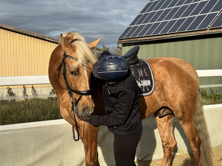 Andalou Étalon 6 Ans 164 cm Palomino in Schrozberg