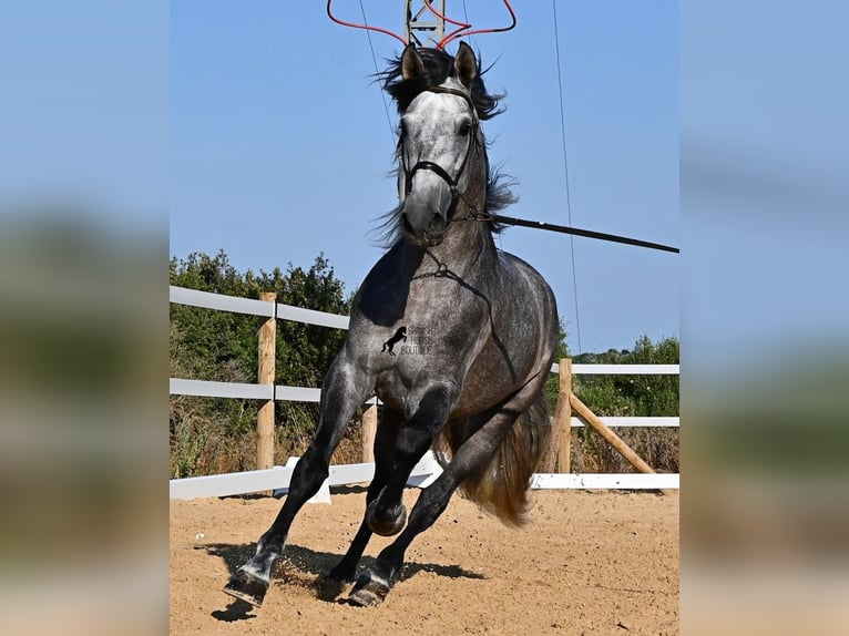 Andalou Étalon 6 Ans 165 cm Gris in Menorca