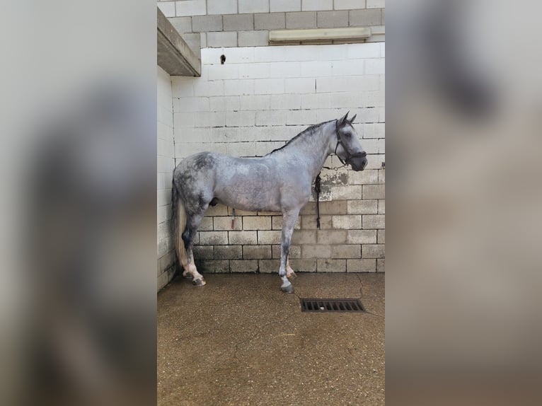 Andalou Étalon 6 Ans 166 cm Gris in Los Palacios Y Villafranca