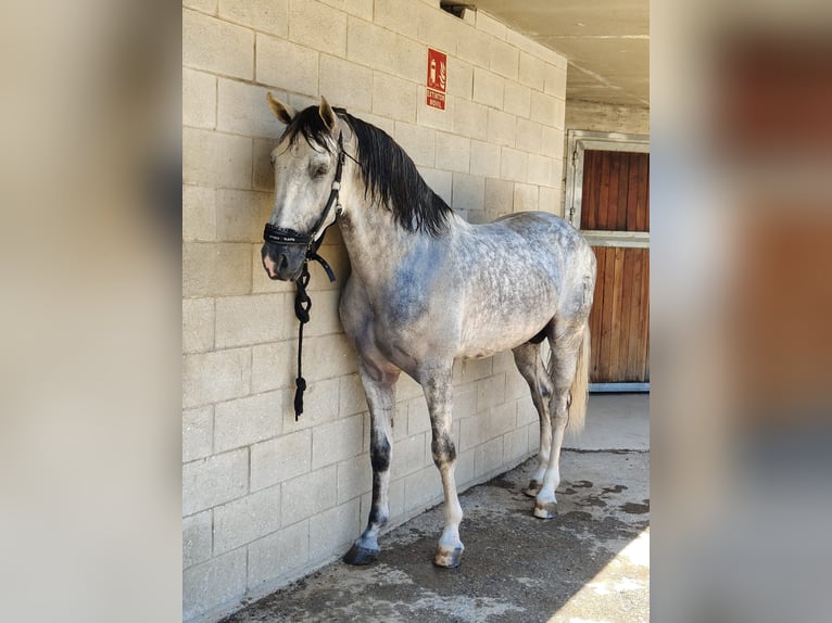 Andalou Étalon 6 Ans 166 cm Gris in Los Palacios Y Villafranca