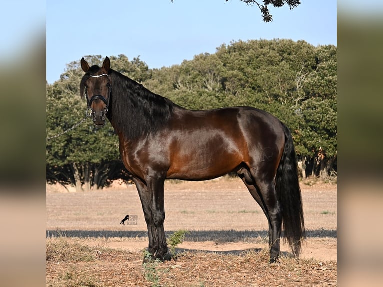 Andalou Étalon 6 Ans 167 cm Bai brun in Waiblingen