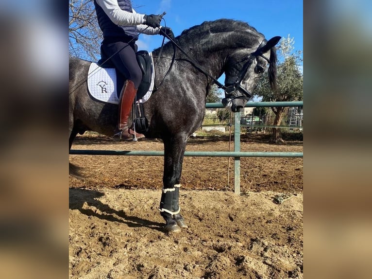 Andalou Étalon 6 Ans 170 cm Gris in Almeria