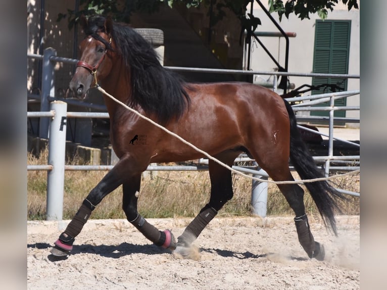 Andalou Étalon 6 Ans 179 cm Bai in Mallorca