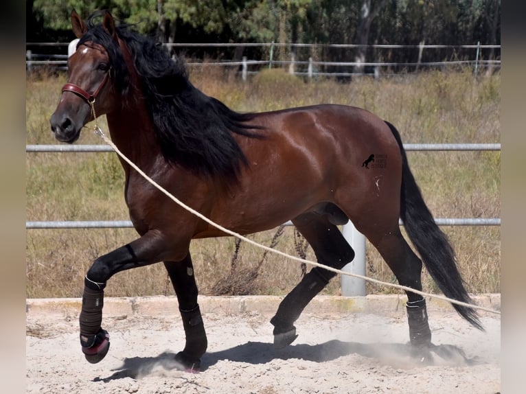 Andalou Étalon 6 Ans 179 cm Bai in Mallorca