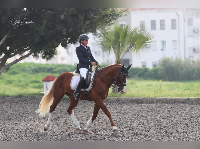 Andalou Étalon 7 Ans 155 cm Alezan brûlé in Malaga