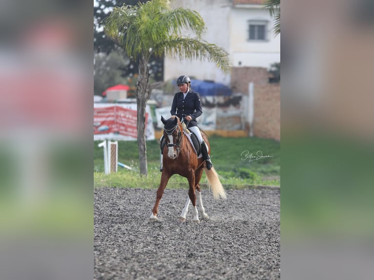 Andalou Étalon 7 Ans 155 cm Alezan brûlé in Malaga