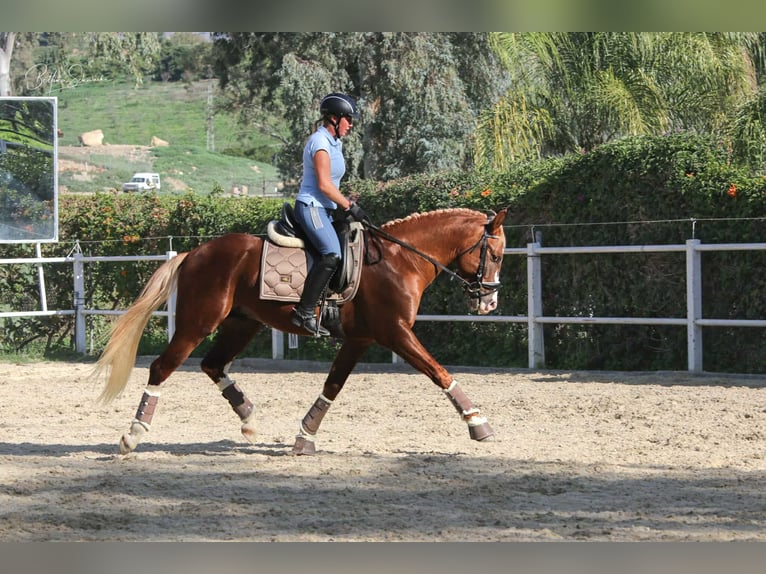 Andalou Étalon 7 Ans 155 cm Alezan brûlé in Malaga