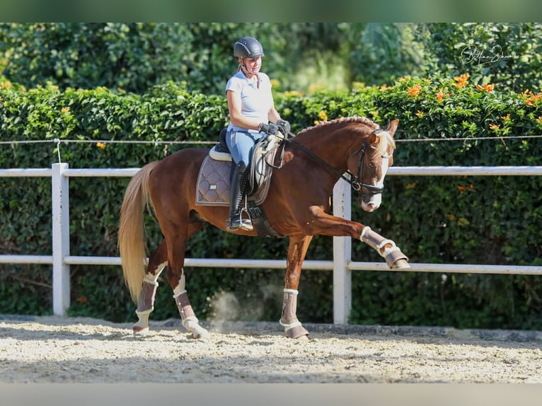 Andalou Étalon 7 Ans 155 cm Alezan brûlé in Malaga