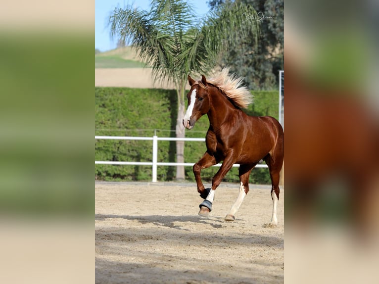 Andalou Étalon 7 Ans 155 cm Alezan brûlé in Malaga