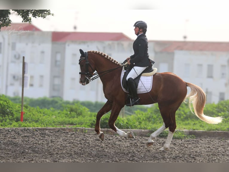 Andalou Étalon 7 Ans 155 cm Alezan brûlé in Malaga