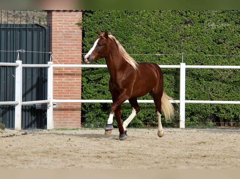 Andalou Étalon 7 Ans 155 cm Alezan brûlé in Malaga