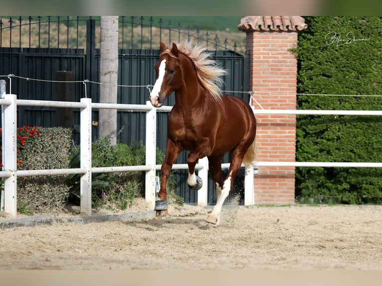 Andalou Étalon 7 Ans 155 cm Alezan brûlé in Malaga