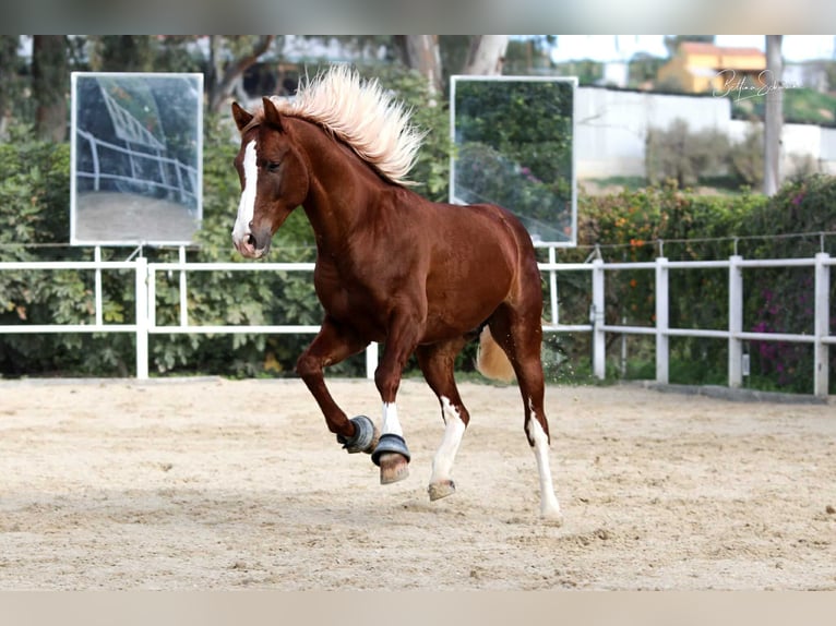 Andalou Étalon 7 Ans 155 cm Alezan brûlé in Malaga