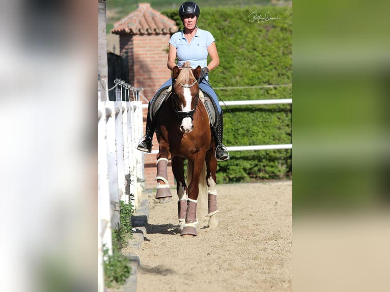 Andalou Étalon 7 Ans 155 cm Alezan brûlé in Malaga