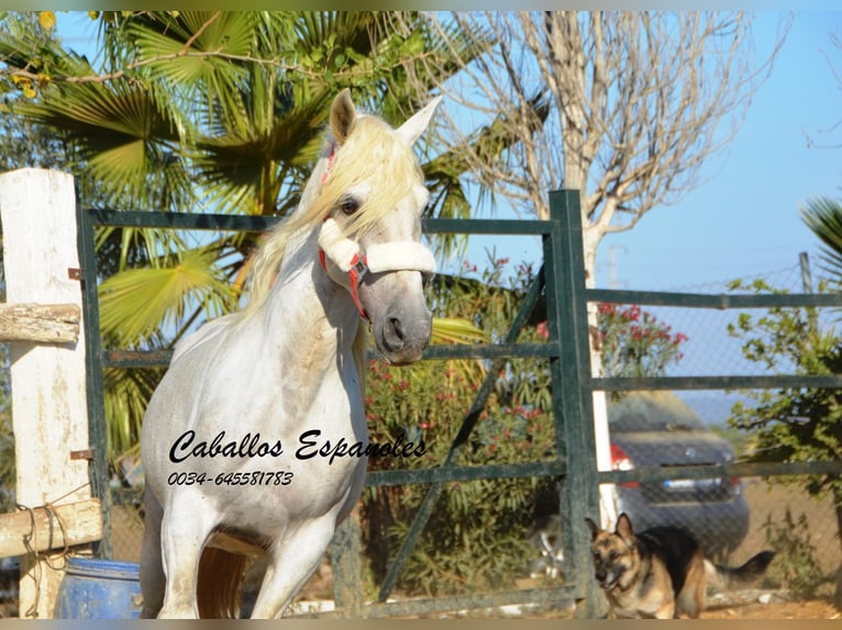 Andalou Étalon 7 Ans 156 cm Gris in Vejer de la Frontera