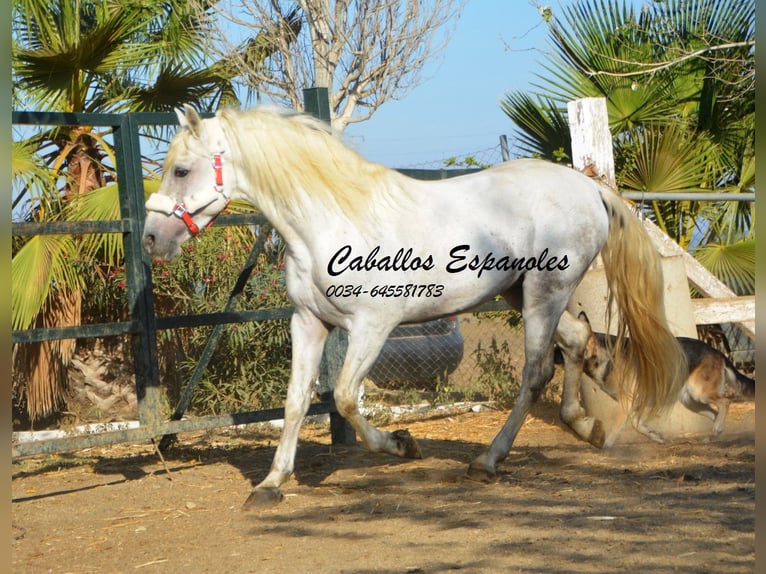 Andalou Étalon 7 Ans 156 cm Gris in Vejer de la Frontera