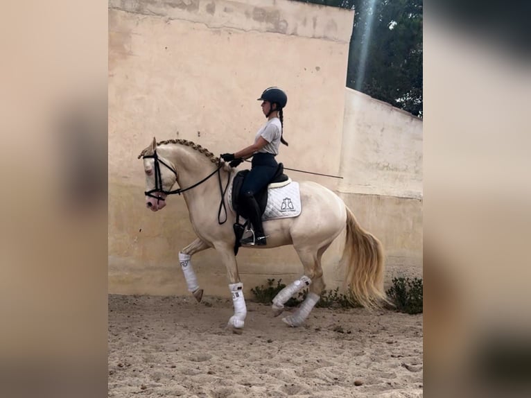 Andalou Étalon 7 Ans 160 cm Perlino in Ermelo