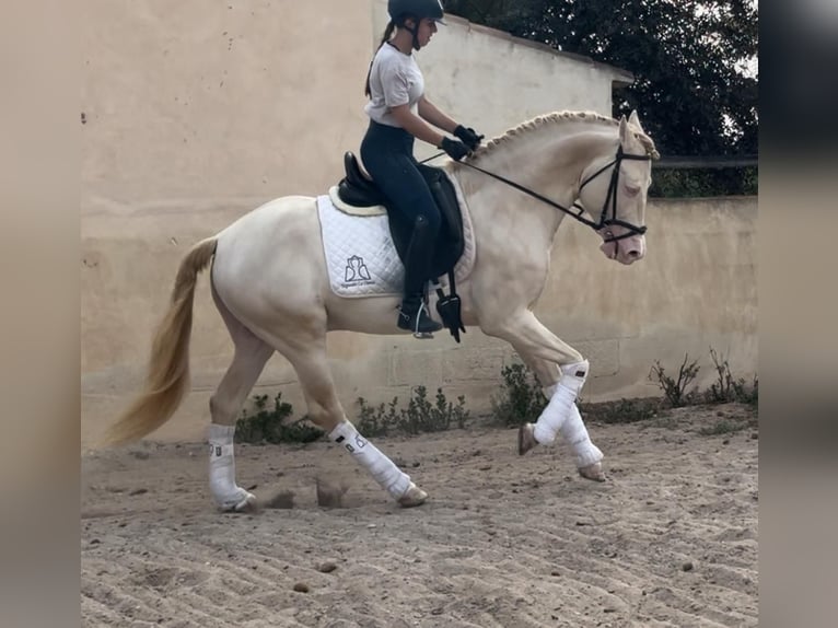 Andalou Étalon 7 Ans 160 cm Perlino in Ermelo