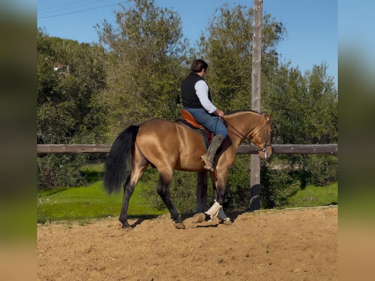 Andalou Étalon 7 Ans 161 cm Isabelle in Vejer de la Frontera