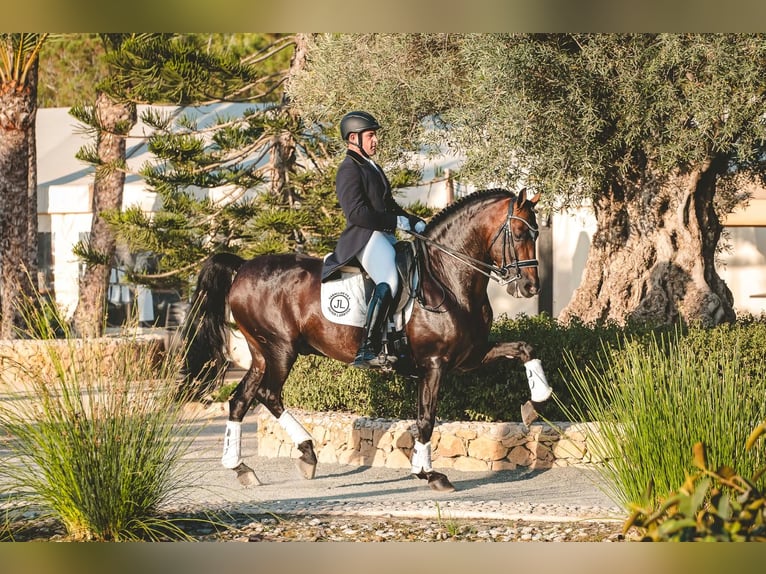 Andalou Étalon 7 Ans 162 cm Bai brun in Ermelo