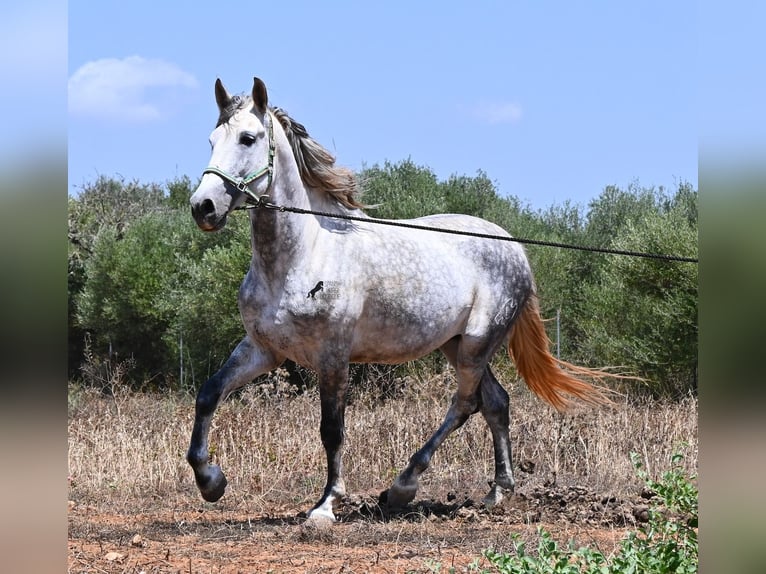 Andalou Étalon 7 Ans 169 cm Gris in Mallorca