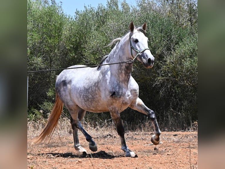 Andalou Étalon 7 Ans 169 cm Gris in Mallorca