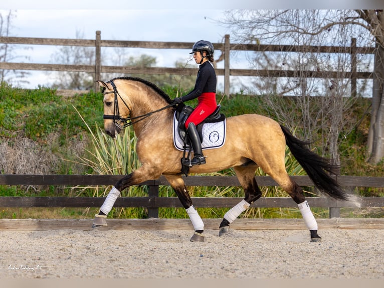 Andalou Étalon 7 Ans 172 cm Buckskin in Barcelona