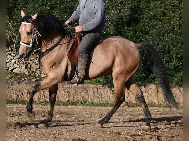 Andalou Étalon 8 Ans 158 cm Isabelle in Menorca