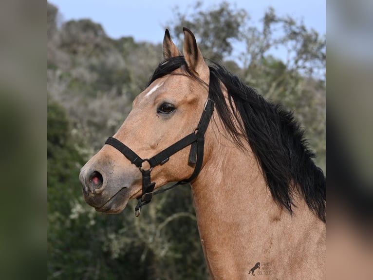 Andalou Étalon 8 Ans 158 cm Isabelle in Menorca