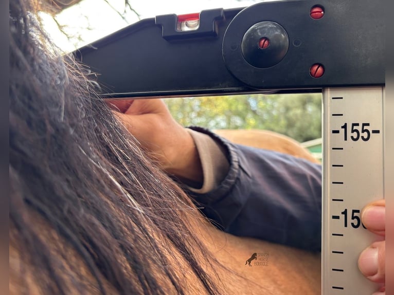 Andalou Étalon 8 Ans 158 cm Isabelle in Menorca