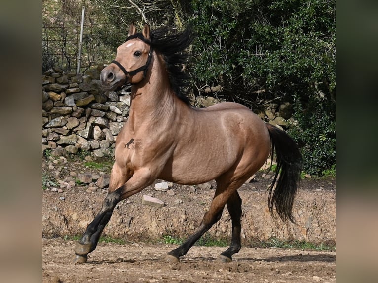 Andalou Étalon 8 Ans 158 cm Isabelle in Menorca