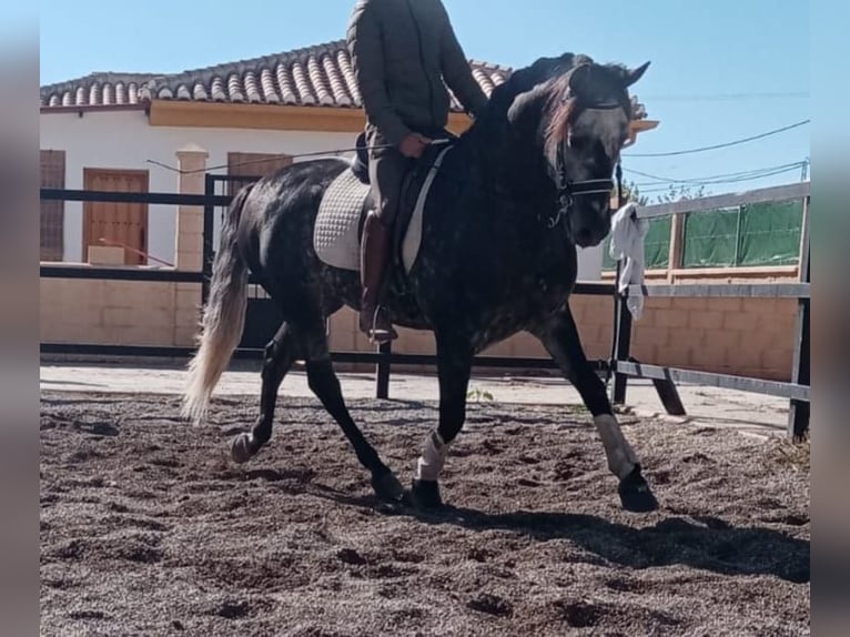 Andalou Étalon 8 Ans 159 cm Gris pommelé in Pozoblanco