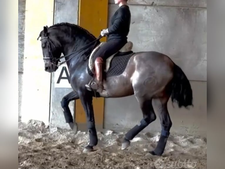 Andalou Étalon 8 Ans 162 cm Buckskin in Milano