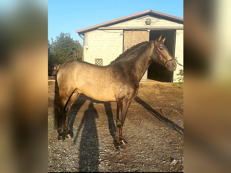 Andalou Étalon 8 Ans 162 cm Buckskin in Milano